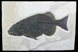 Large Phareodus Fossil Fish - Reduced Price #21929-1